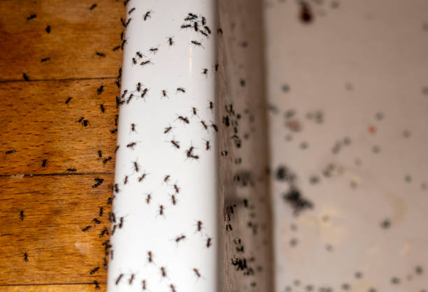Best Cockroach Control Services  in Clayton, IN